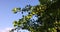 gooseberry bush with green unripe berries in the garden