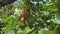 Gooseberry bush with ripe berries on a branch