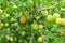 Gooseberry bush ripe berry on the background of unripe fruits spring design