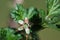 Gooseberry flower in bloom with a black ant on, macro