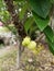 Gooseberry fruits and green colour leaves