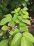 Gooseberry Leaves for Research