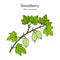 Gooseberry, or Ribes uva-crispa, branch with leaves and fruit
