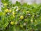 The gooseberry Ribes uva-crispa Bush with the berries in Greece