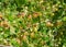 Gooseberry Ribes uva-crispa, Ribes grossularia harvest.  Gooseberry bush