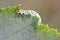 Gooseberry sawfly catepillar