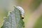 Gooseberry sawfly catepillar