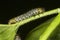 Gooseberry Sawfly Larvae.