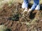 Gooseberry transplanting