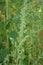 Goosefoot Chenopodium album in the meadow.Chenopodium album leaves in spring, north china