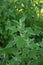 Goosefoot Chenopodium album in the meadow.Chenopodium album leaves in spring, north china