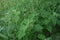 Goosefoot Chenopodium album in the meadow.Chenopodium album leaves in spring, north china