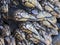 Gooseneck Barnacles Closeup - Pollicipes pollicipes