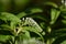 Gooseneck loosestrife (Lysimachia clethroides)