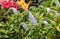 Gooseneck loosestrife Lysimachia clethroides in bloom in a garden