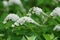 Gooseneck Loosestrife white flowers, with scientific name Lysimachia clethroides