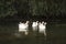 Gooses in Danube Delta channel,  Romania,  in a summer sunny day