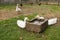 Gooses drinking water