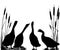 Gooses silhouettes