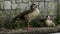 Gooses In Wiesbaden City Park