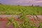 Gooseweed, broadleaves weed in rice