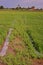 Gooseweed, broadleaves weed in rice