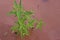 Gooseweed, broadleaves weed in rice