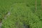 Gooseweed, broadleaves weed in rice