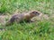 Gopher cub in full length on the lawn. Close-up