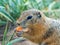 Gopher is eating carrot on the lawn. Close-up