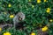 Gopher eating cookie in grass and yellow flowers