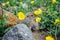 Gopher eating cookie in grass and yellow flowers