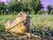 A gopher is eating sunflower seed in a grassy meadow. Selective focus