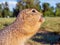 A gopher is eating sunflower seeds in a grassy meadow. Close-up