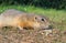 A gopher is eating sunflower seeds in a grassy meadow. Close-up