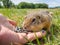A gopher is eating sunflower seeds on the human\'s hand in a grassy meadow. Selective focus