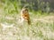 Gopher is eating wheat tortilla on the lawn. Close-up. Portrait of a rodent