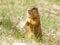 Gopher is eating wheat tortilla on the lawn. Close-up. Portrait of a rodent