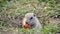 Gopher eats carrot, close up