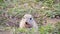 Gopher eats carrot, close up