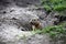 Gopher in the field, a bobak, ground squirrel, holds grass