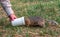 Gopher is getting inside a plastic jar for eating. Human is feeding wild animals