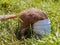 Gopher is getting inside into a plastic jar for looking for a food. Nature protection, wild animals protection, environmental