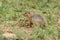 Gopher grass steppe rodent