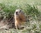 Gopher on the grassy lawn is looking at the camera. Close-up