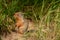 Gopher, ground squirrel portrait.