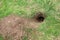 Gopher hole