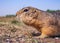 Gopher on the lawn is eating sunflower seeds. Close-up, side view