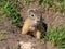 Gopher on the lawn is sticking its head out of its hole