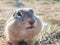 A gopher is looking at camer in a grassy meadow. Close-up